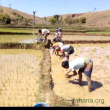 Planting rice after the field is prepared