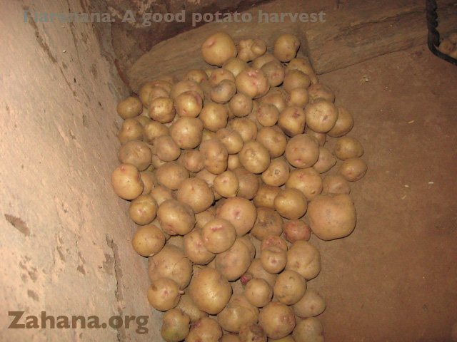 Fiarenena’s harvested potatoes grew big