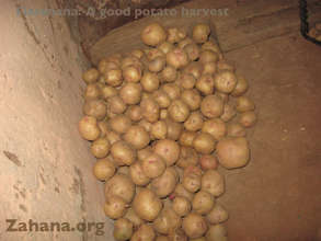 Fiarenena’s harvested potatoes grew big