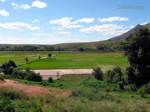 Madagascar Rice Paddy at harvest time