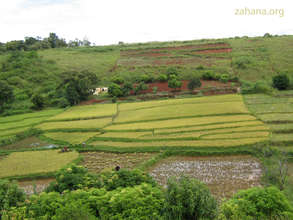 Rice Paddy in Fiarenena Madagascar