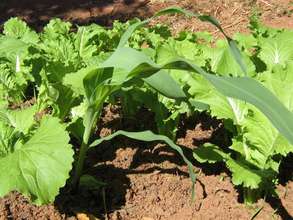 The new seeds are doing well