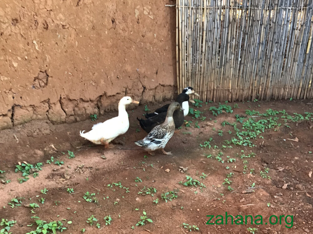 Ducks for microcredit