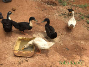 Feeding the ducks