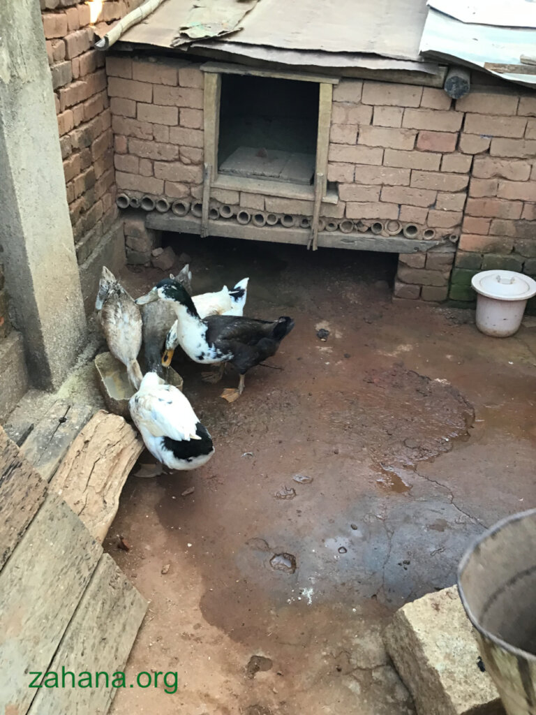 Duck habitat in Madagascar