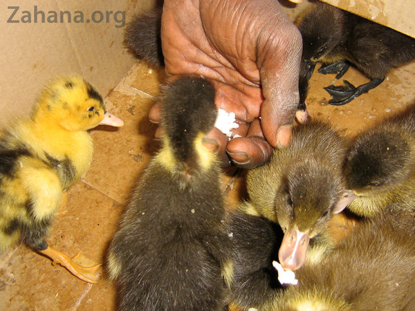Feeding the new ducklings