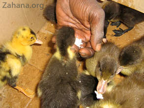 Feeding the new ducklings