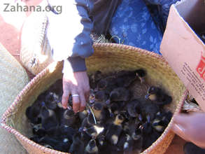 Buying the ducks in the market
