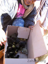 Checking out the new ducklings