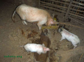 The two piglets for Donne and Dore