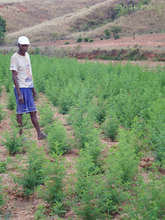 Master gardener Jean in his Artemisia field