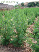 Artemisis plant close up