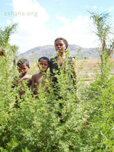 Artemisia annua grown in Madagascar Sept. 28, '14