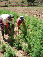 Artemisia farmers