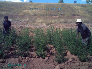 Artemisia annua grown in Madagascar Sept. 28, '14