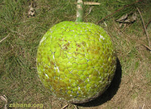 Breadfruit ripe to eat
