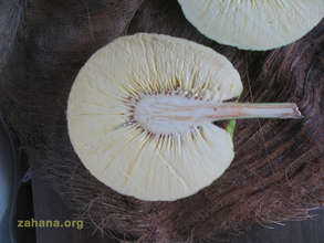 Breadfruit cut open (uncooked)
