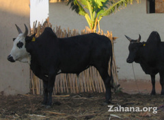The typical hump that gives the zebu its name