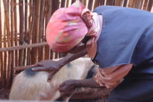 Cheking on their pregnant pig