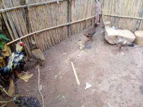 Chicken and rooster for microcredit