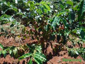 Coffee cherries ripening (red)