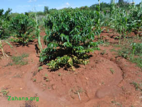 Coffee grown by Jean in Fiarenana