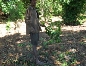 The coffee seedling that grew it into a tree