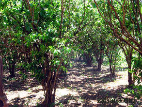 The "old" coffee plantation that inspired us