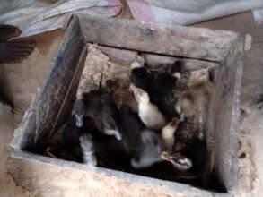 Ducklings in a box