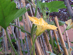 Pumpkin flower in garden next to the house