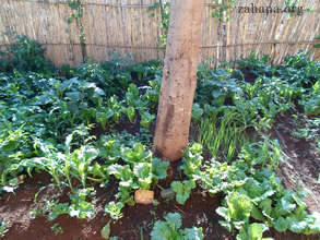Vegetabole garden in Fiadanana