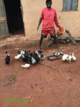 Feeding his ducks bought with the microcredit