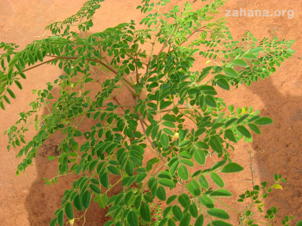 Edible Moringa leaves