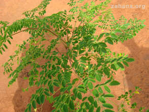 Edible Moringa leaves