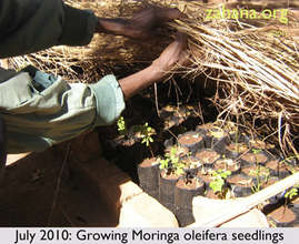 July 2010: Zahana’s Gardner growing Moringa