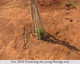 OCT 2010: Protecting young Moringa tree