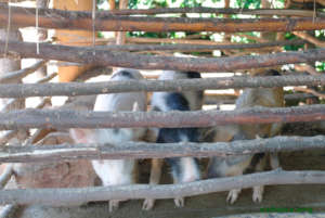 3 little piglets
