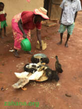 Feeding ducks