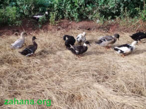 Ducks - the new micro-credit breeding program