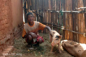 Pig raised next to her house
