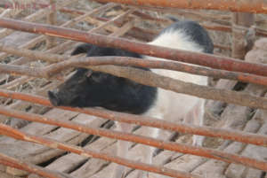 Pig in a pen checking things out