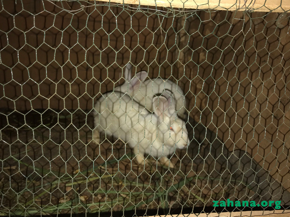 A pair of rabbits starts it all