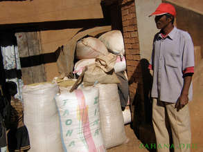 Rice paddy stored in bags for sale