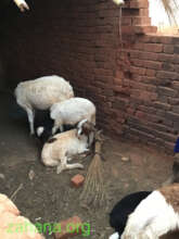 Sheep in their stable in Madagascar