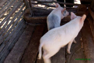 The other litter looks different