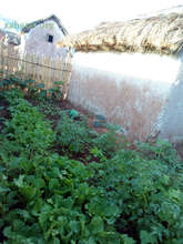 Growing food next the the home