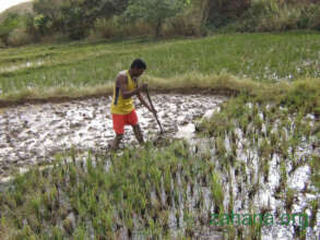 Working the rice field by hand