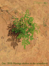 December 2010: Moringa growing well