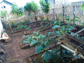 Growing Vegetables Dec 2013