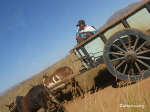 The typical carriage drawn by two zebu